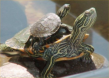 turtles